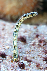 Image showing Ohrfleck-Röhrenaal  eel  (Heteroconger hassi) 