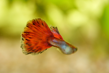 Image showing Guppy   (Poecilia reticulata) 