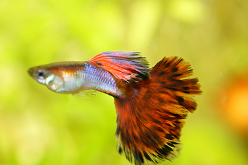 Image showing Guppy   (Poecilia reticulata) 