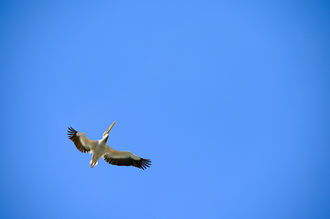 Image showing Pelican flying right above in the blue sky