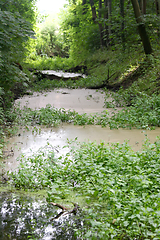 Image showing Tümpel  pond 