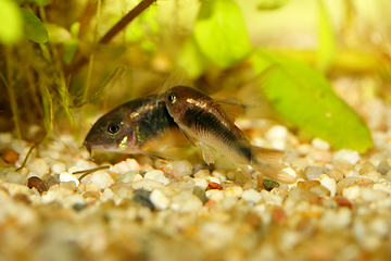 Image showing Metallpanzerwels  Bronze Corydoras   (Corydoras aeneus) 