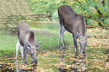 Image showing Elch  moose  (Alces alces) 