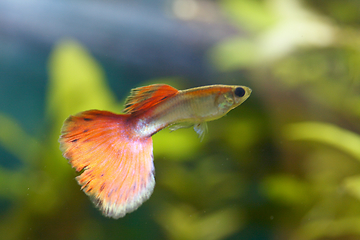 Image showing Guppy   (Poecilia reticulata) 