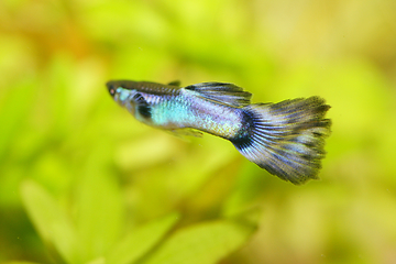 Image showing Guppy   (Poecilia reticulata) 