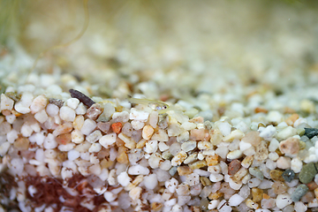 Image showing Guppy (Poecilia reticulata) 