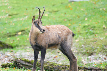 Image showing Gämse    Chamois    (Rupicapra rupicapra)  