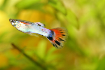 Image showing Guppy   (Poecilia reticulata) 