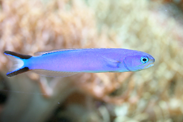 Image showing blauer Fisch  blue fish 