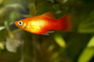 Image showing  Platy  Spiegelkärpfling   (Xiphophorus maculatus) 