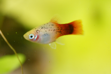 Image showing  Platy  Spiegelkärpfling   (Xiphophorus maculatus) 