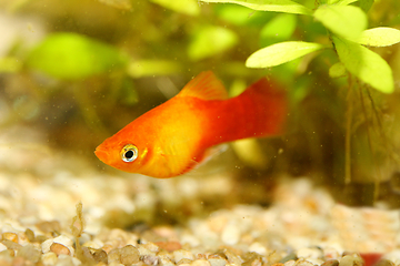 Image showing  Platy  Spiegelkärpfling   (Xiphophorus maculatus) 