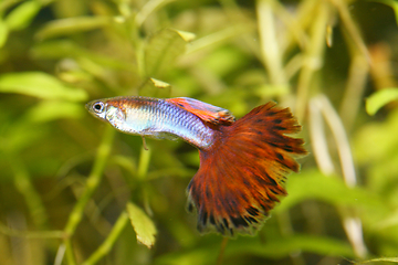 Image showing Guppy   (Poecilia reticulata) 