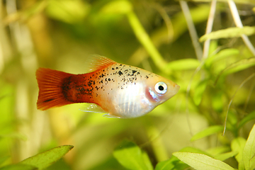 Image showing  Platy  Spiegelkärpfling   (Xiphophorus maculatus) 