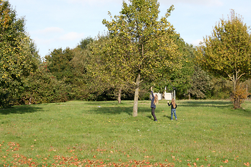 Image showing Apfelernte   Apple harvest 