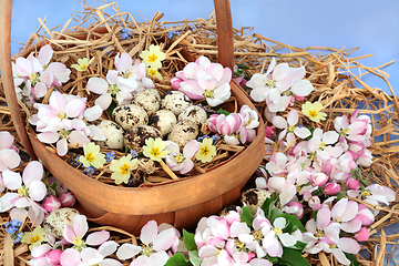 Image showing Easter Basket with Quail Eggs and Apple Blossom