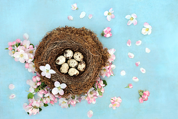 Image showing Quail Eggs and Apple Blossom Beauty