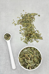 Image showing Boldo Herb Leaves Used in Natural Herbal Medicine
