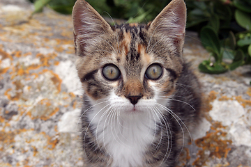 Image showing Young cute kind domestic cat portrait