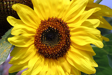 Image showing Sun flower