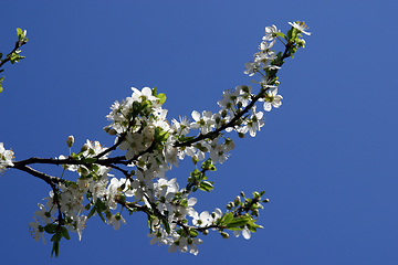 Image showing Close up of fruit flowers in the earliest springtime