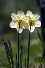 Image showing A couple of daffodils