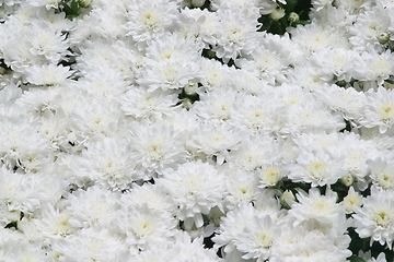 Image showing White flowers