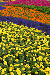 Image showing Flowers in park