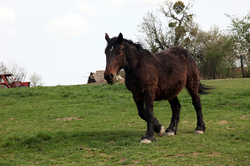 Image showing Horse Grazing on Farmland