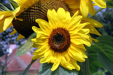 Image showing Sun flower