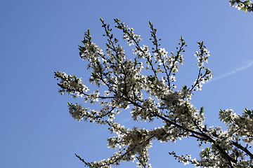 Image showing Close up of fruit flowers in the earliest springtime