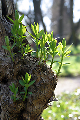 Image showing Green spring leaves budding new life