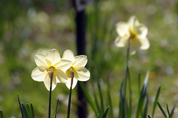 Image showing A couple of daffodils