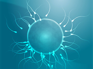 Image showing Human egg cell fertilization