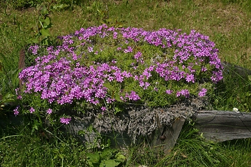 Image showing A colorful background of flowers