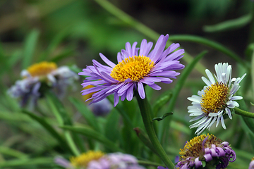 Image showing A camomile flowers in a green meadow