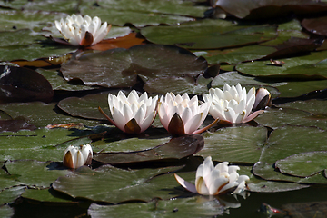 Image showing Beautiful Waterlily on pound in park