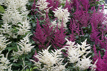 Image showing Bush of flowers in the garden