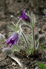 Image showing Pulsatilla flowers