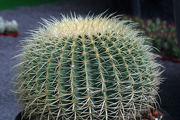 Image showing Close up image of cactus