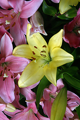 Image showing Yellow lily