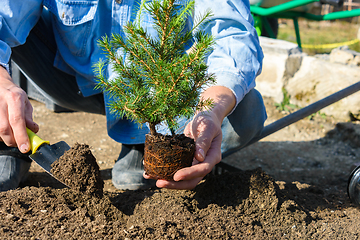 Image showing A man plants a conic spruce seedling in the soil