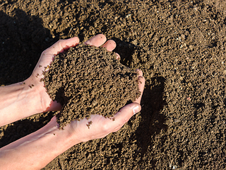 Image showing The man\'s hands hold the fertile soil