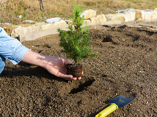 Image showing Hand plants in the hole plants a fir-tree seedling in the soil