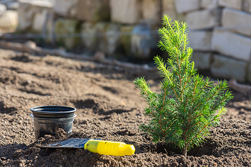 Image showing Planting a conic spruce seedling in the soil, next to it is a small spatula and a plastic pot