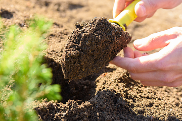 Image showing Hands dig a hole with a scoop for planting seedlings of plants