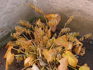 Image showing Hosta