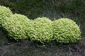 Image showing Flowers in park