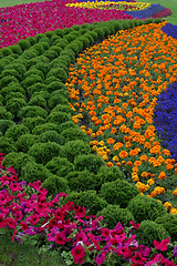 Image showing Flowers in park