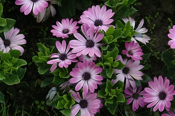 Image showing Flowers